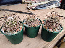 Coryphantha longicornis fma. grandis ZRI305/10