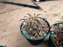 Coryphantha longicornis fma. grandis ZRI305/10