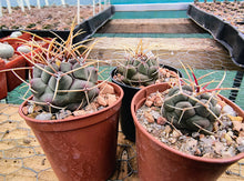 Thelocactus hexaedrophorus