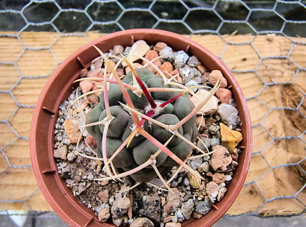 Thelocactus hexaedrophorus