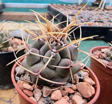 Thelocactus hexaedrophorus