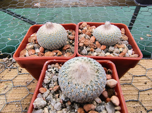 Epithelantha micromeris