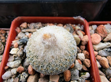 Epithelantha micromeris