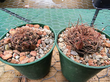 Sulcorebutia verticillacantha v.cuprea R476