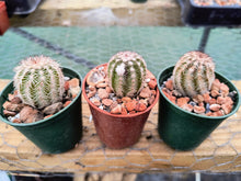 Echinocereus bristolii v. pseudopectinatus SB247