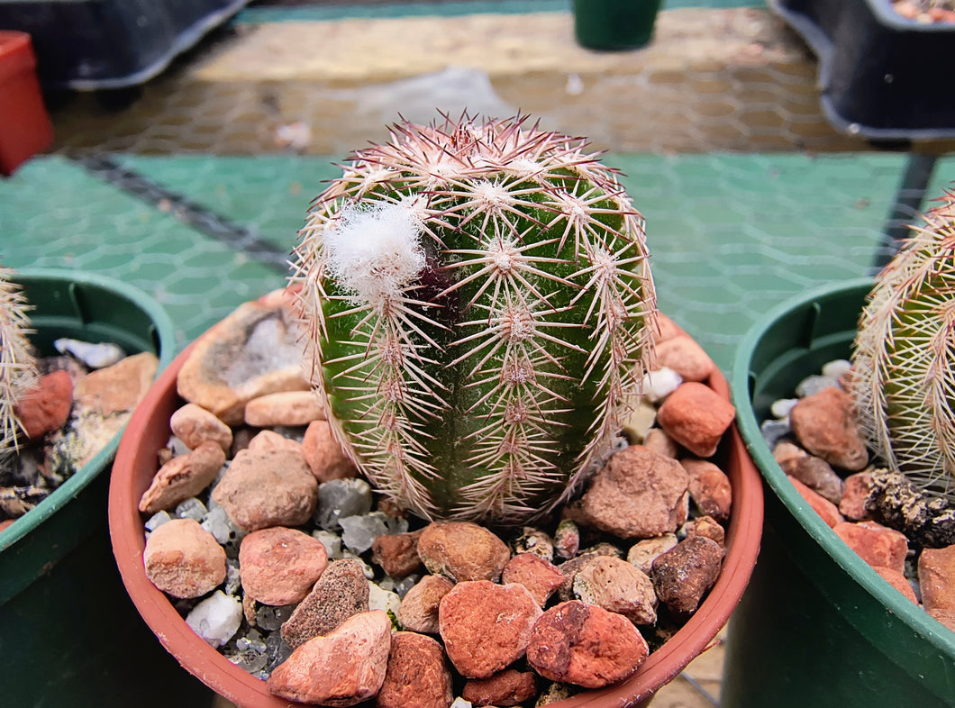 Echinocereus bristolii v. pseudopectinatus SB247