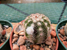 Echinocereus bristolii v. pseudopectinatus SB247