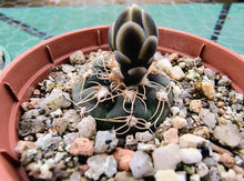 Gymnocalycium taningaense VoS2801