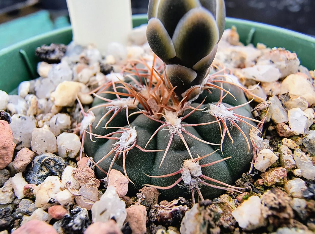 Gymnocalycium taningaense VoS2801