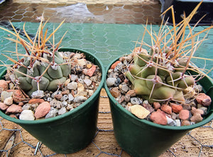 Thelocactus rinconensis PP1383