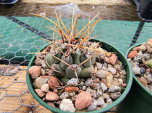 Thelocactus rinconensis PP1383