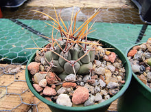 Thelocactus rinconensis PP1383