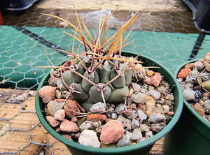 Thelocactus rinconensis PP1383