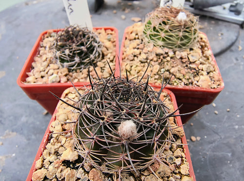 Echinopsis hybrids 