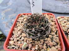 Echinopsis hybrids "Black John"