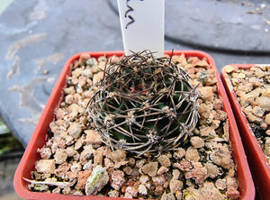 Echinopsis hybrids "Black John"