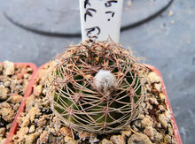 Echinopsis hybrids "Black John"