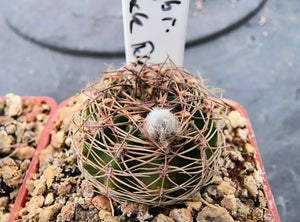 Echinopsis hybrids "Black John"