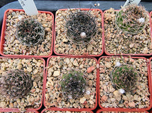 Echinopsis hybrids "Black John"