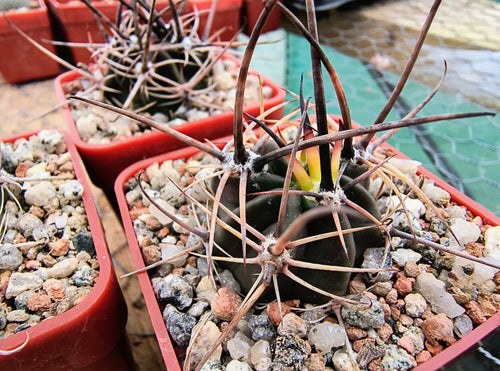 Lobivia ferox v. longispina DJF281