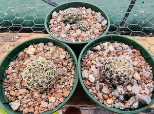 Sulcorebutia roberto-vasquezii LH1476