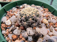 Sulcorebutia roberto-vasquezii LH1476