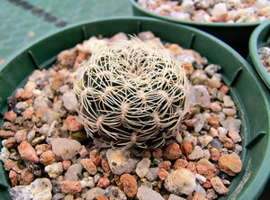 Sulcorebutia roberto-vasquezii LH1476