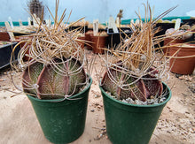 Astrophytum capricorne ssp. sanjuanense PAR232