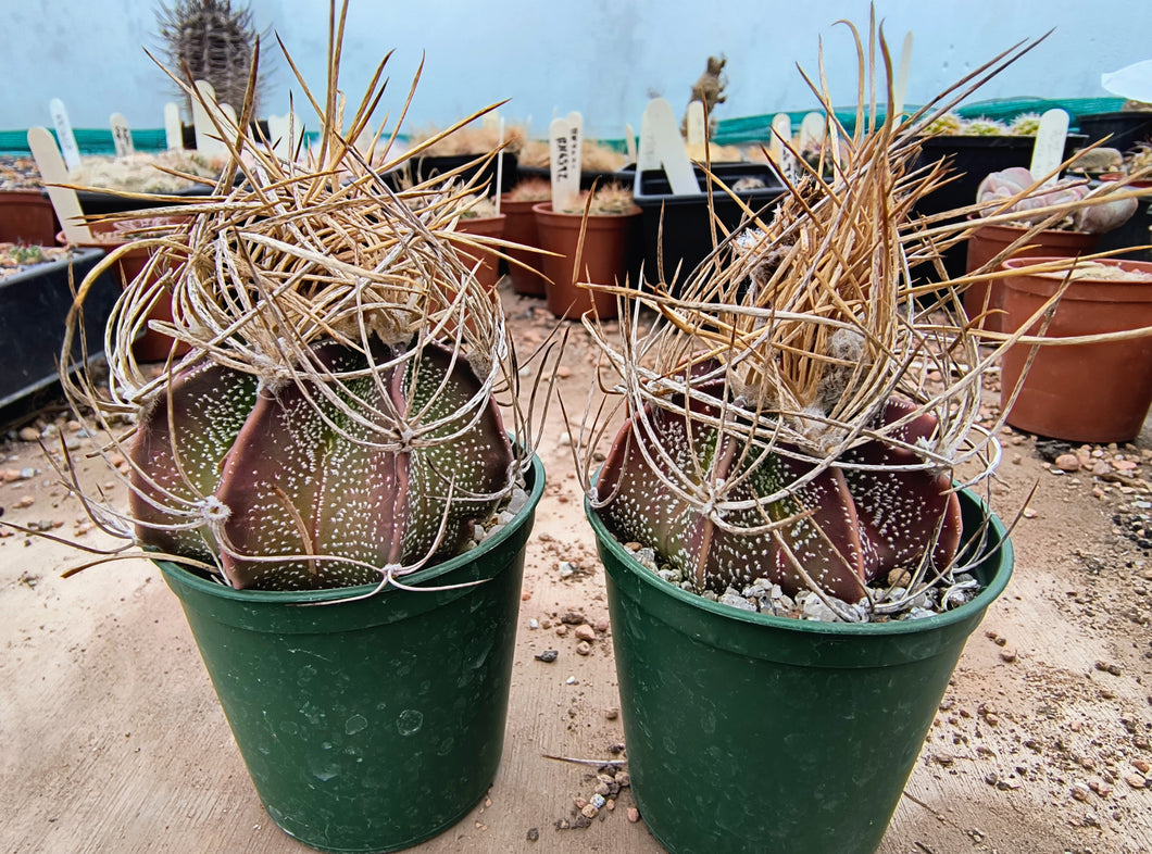 Astrophytum capricorne ssp. sanjuanense PAR232