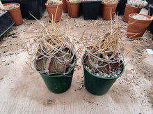 Astrophytum capricorne ssp. sanjuanense PAR232