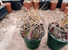 Astrophytum capricorne ssp. sanjuanense PAR232