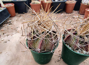 Astrophytum capricorne ssp. sanjuanense PAR232