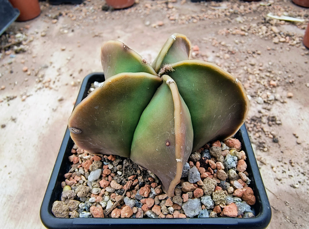 Astrophytum myriostigma nudum