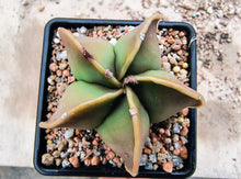 Astrophytum myriostigma nudum