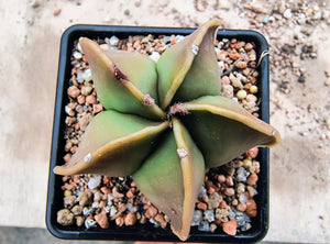 Astrophytum myriostigma nudum