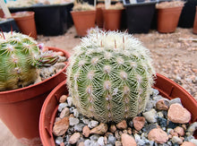 Echinocereus carmenensis BW209