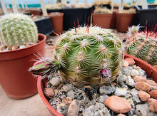 Echinocereus carmenensis BW209