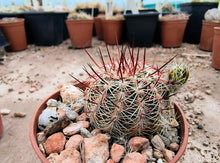 Echinocereus carmenensis BW209