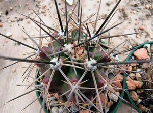 Echinocereus coccineus IDD1767