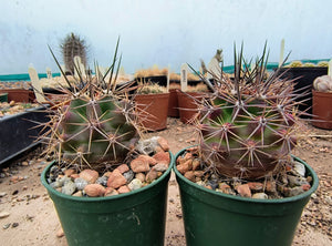 Echinocereus coccineus IDD1767