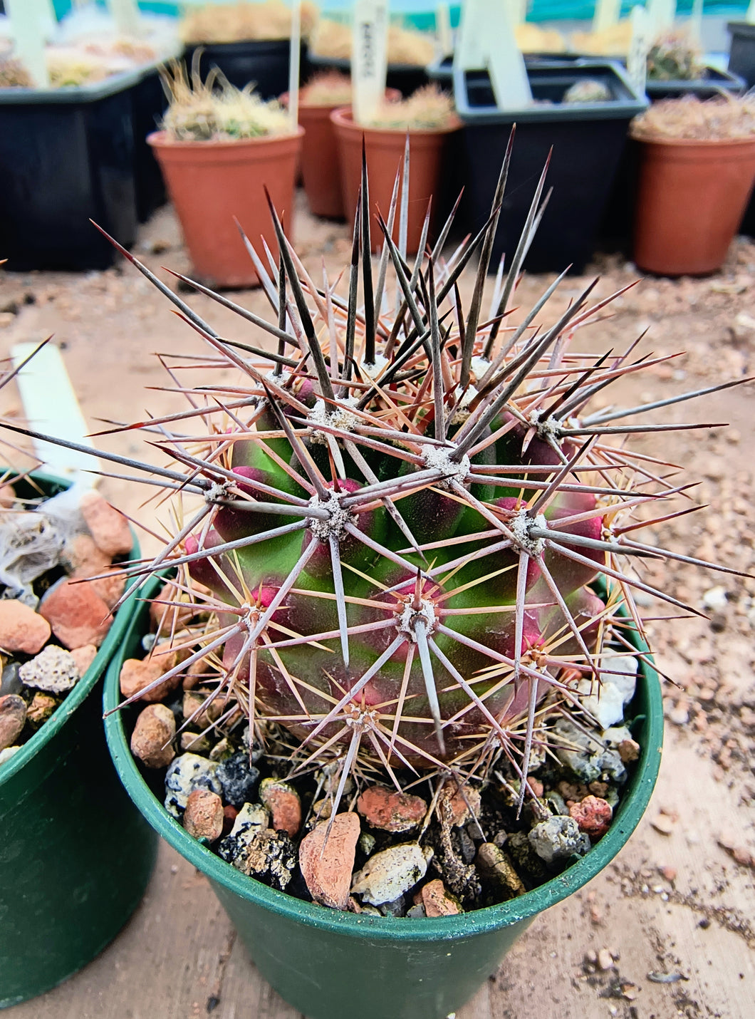 Echinocereus coccineus IDD1767