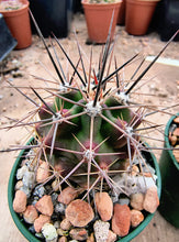 Echinocereus coccineus IDD1767