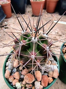 Echinocereus coccineus IDD1767