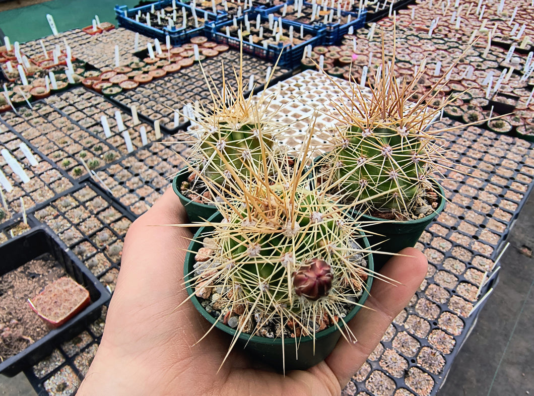 Echinocereus coccineus SB243