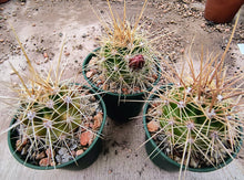 Echinocereus coccineus SB243