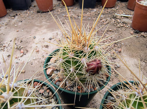 Echinocereus coccineus SB243