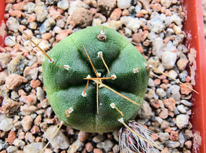 Echinocereus knippelianus v krugeri