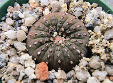 Frailea castanea