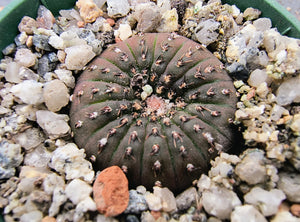 Frailea castanea