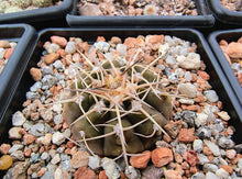 Gymnocalycium asterium FB401